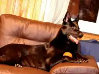 Черные Щенки ВЕО, фотография 4
