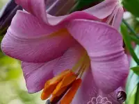 Продаются лилии пинк перфекшн, фотография 3