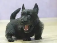 скотч терьер щенки, фотография 6