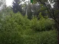 Расчистка дачи, фотография 9