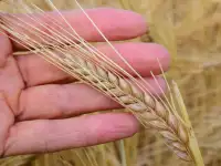 Семена ярового ячменя Богатырь