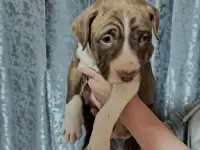 Продам щенков Питбуля