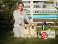 Вельш корги Пемброк, фотография 2