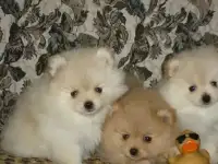 Продаются кремовые шпицедетки