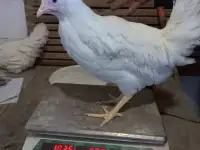 Куры несушки, фотография 3