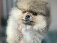 Щенки шпица в Иркутске