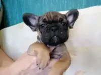 Щенки французского бульдога, фотография 2