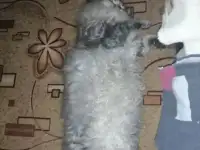 Отдам котика, фотография 4