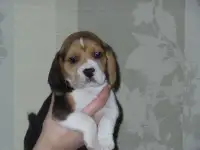 щенки бигль