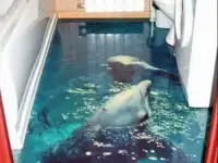 Эпоксидный компаунд прозрачный, фотография 4