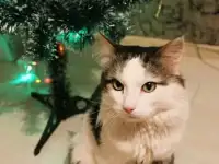 Котик ищет любящих хозяев!