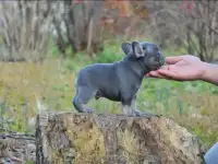 Французский бульдог