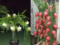 Продаю саженцы экзотических растений, фотография 2