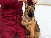 Умница Арья ищет дом!, фотография 8