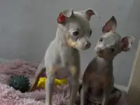 Лиловые тойчики, фотография 3