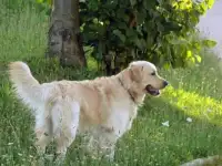 щенки золотистого ретривера