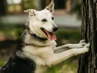 Айно ищет дом
