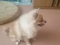 Шпиц немецкий мини.