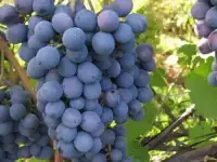 ВИНОГРАД САЖЕНЦЫ ЧЕРЕНКИ ДЕШЕВО