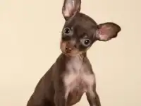 Щенки русского тоя с документами !, фотография 4