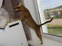 Абиссинские котята mix, фотография 9