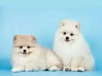 Шпиц немецкий малый, фотография 6