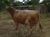 Бык, фотография 2
