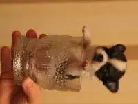 лапочки сыночки и дочка