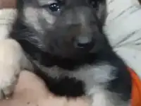 Щенок вео