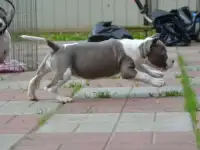 Голубые малыши