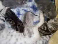 Шотландские Котята, фотография 9