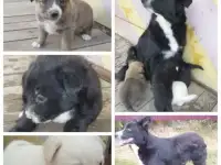 Бесплатно
