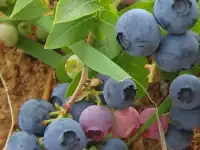 Саженцы голубики садовой