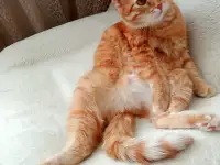 Отдам в добрые руки кота персидского
