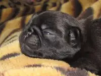 щенки мопса