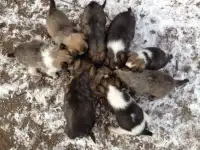 Отдам щенков в хорошие руки, фотография 4