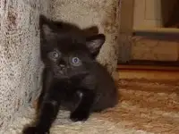 котятки шотландской породы