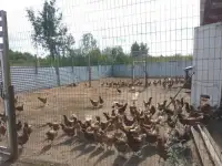 Фермерское хозяйство, фотография 4