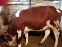 Продам
