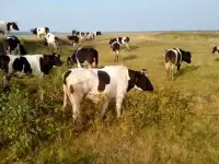 Нетели черно пестрой породы, фотография 2