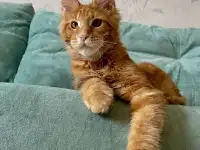 Котята породы мейн-кун, фотография 6