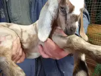Продам англо нубийских козлят