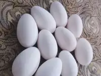 Инкубационное яйцо и пищевое, фотография 3