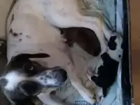Отдам, фотография 7