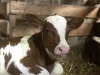 Срочно продам