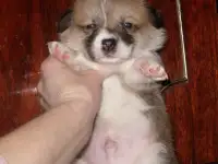 Вельш корги  Мальчики, фотография 2