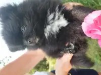 Продаю щенков шпица
