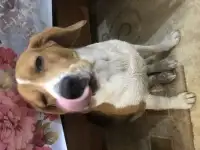 Нашли собаку , бигль