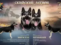Щенки Восточноевропкйской овчарки