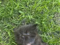 Котик в добрые руки